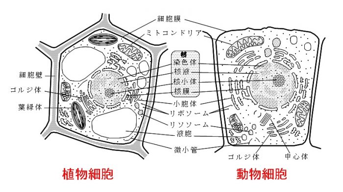原核細胞と真核細胞